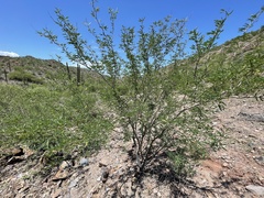 Prosopis palmeri