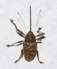 Curculio proboscideus
