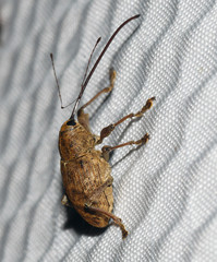 Curculio proboscideus