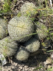 Coryphantha recurvata recurvata