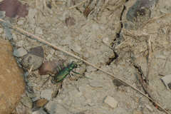 Cicindela decemnotata