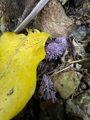 Ramariopsis pulchella