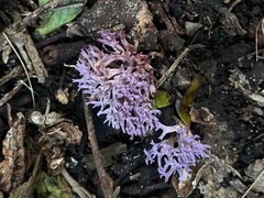 Ramariopsis pulchella