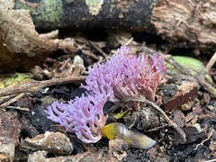 Ramariopsis pulchella