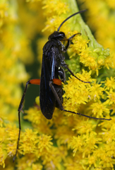 Ceropales bipunctata