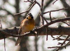 Emberiza flaviventris kalaharica