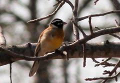 Emberiza flaviventris kalaharica