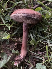 Porphyrellus sordidus