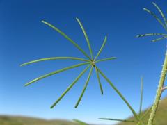 Cleome angustifolia diandra