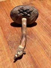 Porphyrellus sordidus