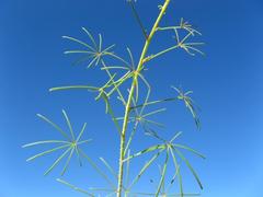 Cleome angustifolia diandra