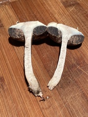 Porphyrellus sordidus