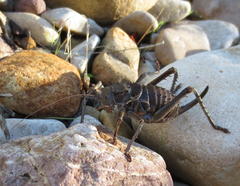 Hetrodes pupus