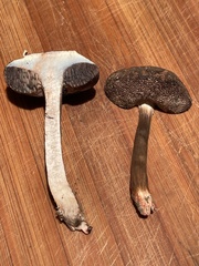 Porphyrellus sordidus