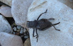 Hetrodes pupus
