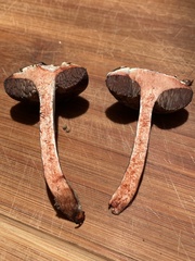 Porphyrellus sordidus