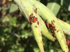 Oncopeltus fasciatus