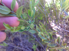 Freylinia longiflora