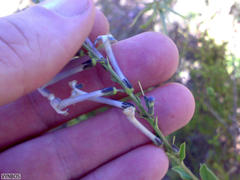 Freylinia longiflora