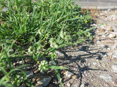 Dactyloctenium radulans