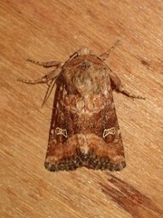 Lacinipolia stricta