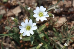 Cerastium beeringianum