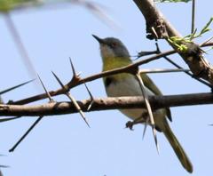 Apalis flavida neglecta