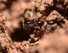 Pheidole metallescens
