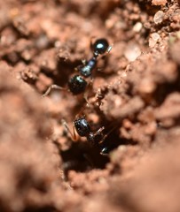 Pheidole metallescens