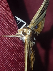 Cacographis osteolalis