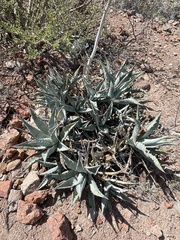 Agave cerulata