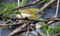 Apalis flavida neglecta
