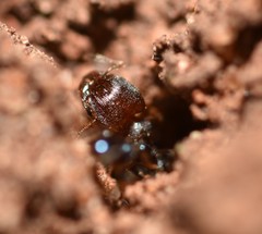 Pheidole metallescens