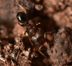 Pheidole metallescens