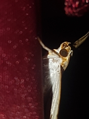 Cacographis osteolalis