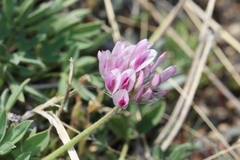 Trifolium parryi