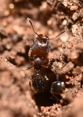 Pheidole metallescens