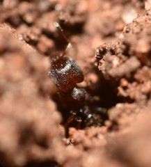 Pheidole metallescens