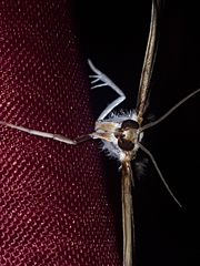 Cacographis osteolalis