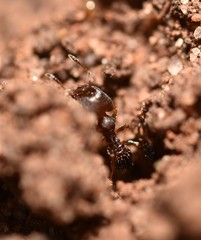 Pheidole metallescens