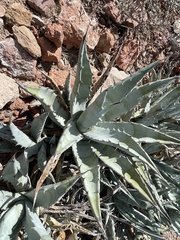 Agave cerulata