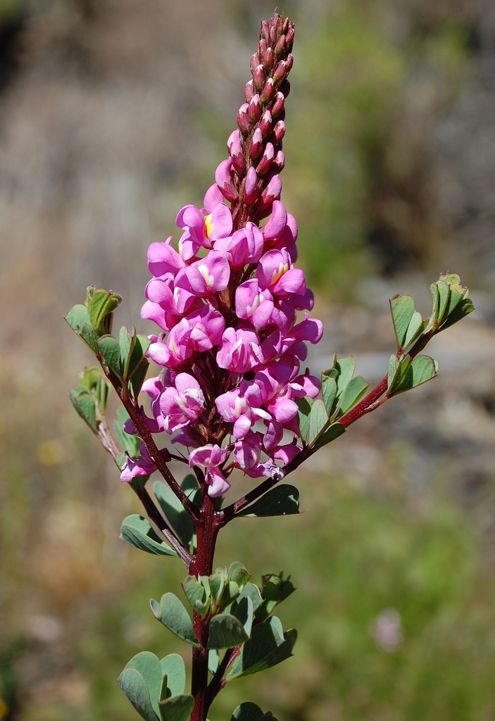 Hypocalypteae