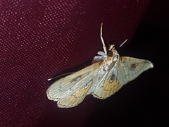 Cacographis osteolalis