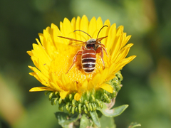 Dieunomia nevadensis bakeri