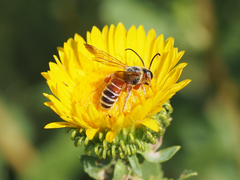 Dieunomia nevadensis bakeri