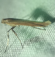 Caloptilia invariabilis