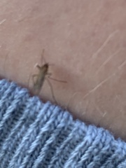 Coquillettidia perturbans