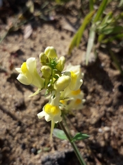 Linaria acutiloba