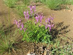 Cleome elegantissima