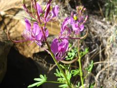 Cleome elegantissima